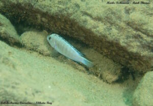 Labidochromis caeruleus 'Nkhata Bay'